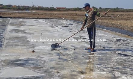 Musim Garam Jepara Usai , Petambak Garam Ini Masih Bisa Panen Garam