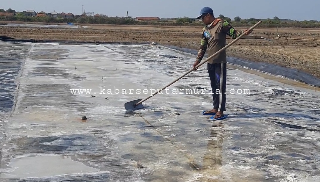 Musim Garam Jepara Usai , Petambak Garam Ini Masih Bisa Panen Garam