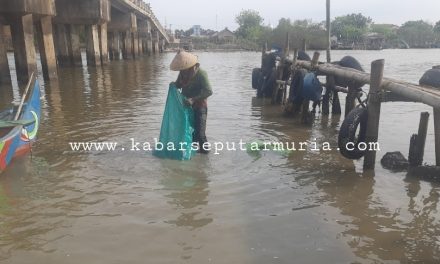 Nelayan Ini Cari Kermis Pakan Itik , Sehari Tak Lepas Rp 100 ribu