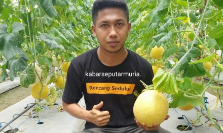 Melonesia Farm desa Sidigede Jepara , Kembali Panen Buah Melon