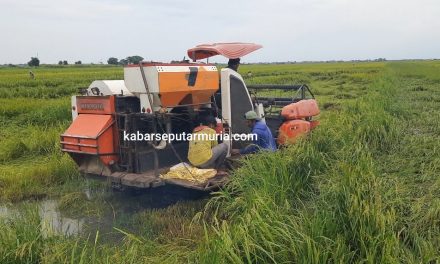 Petani Karangaji Jepara Panen Padi Dini , Padi Ambruk !!!!