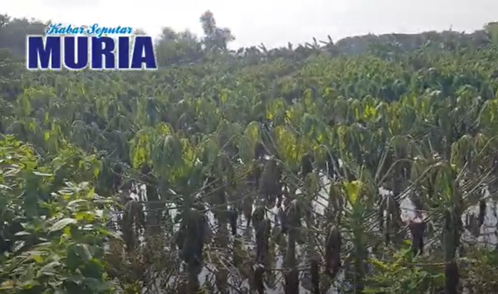 Terendam Banjir Kebun Pepaya Di Jepara  Gagal Panen , Kerugian Puluhan Juta