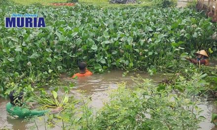 Pemdes Karangaji Jepara Gotong Royong Bersihkan Enceng Gondok di Sungai Kenceng