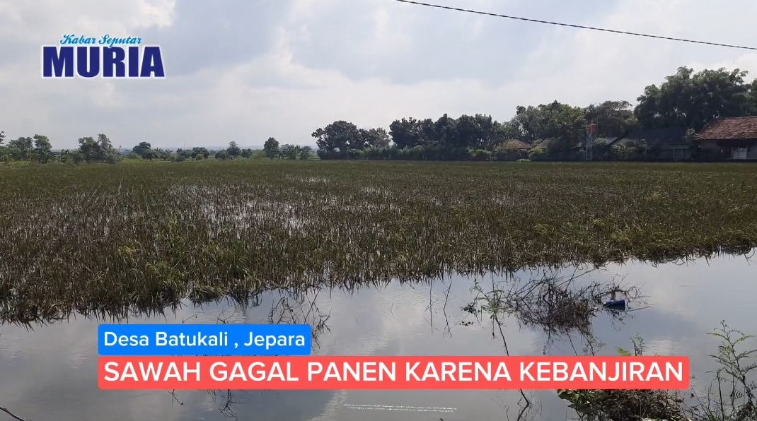 Petani Batu Kali Dihantui Kerugian , Sawah Hampir Panen Terendam Banjir