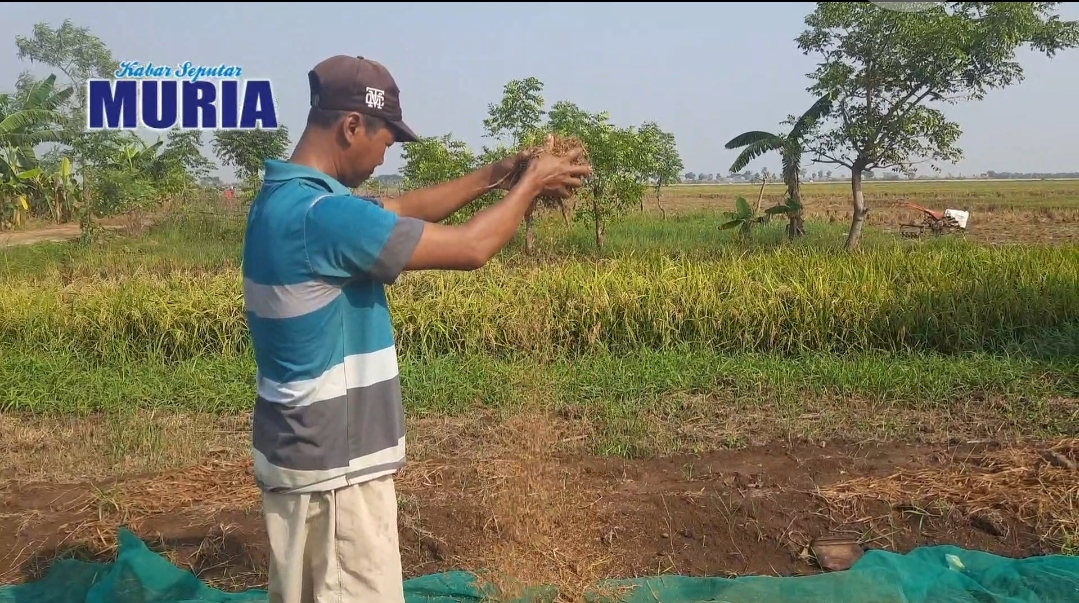 Kebanjiran !!!!!  Petani Di Desa Tedunan Jepara Panen Padi ,Tak Ada Untung Hanya Kembali Modal