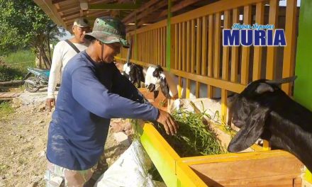 Melihat Dari Dekat Peternakan Kambing “Ujung Kulon “ Mutih Kulon Demak