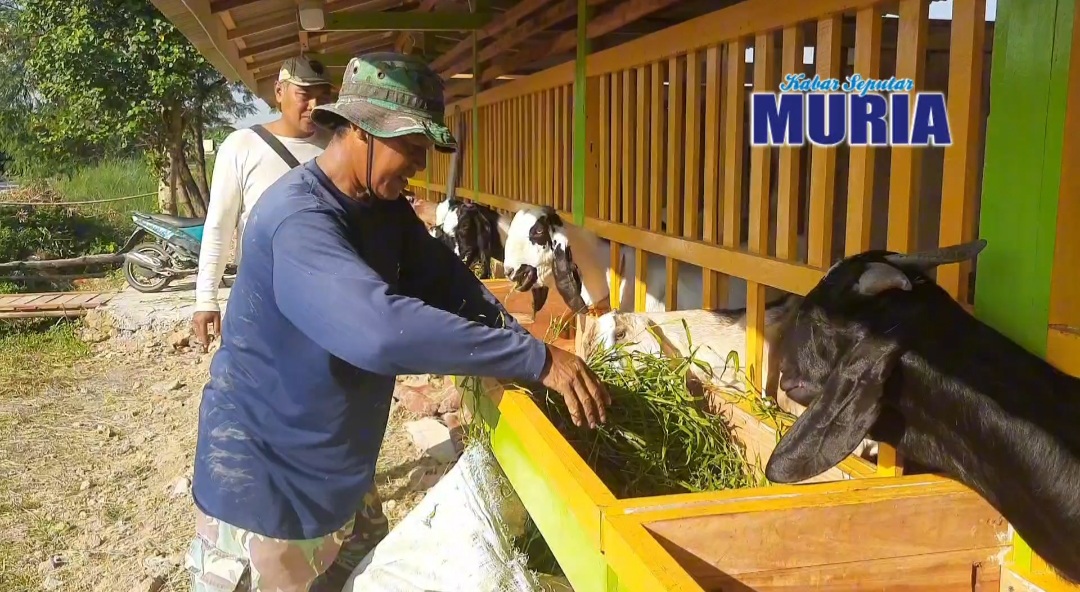 Melihat Dari Dekat Peternakan Kambing “Ujung Kulon “ Mutih Kulon Demak