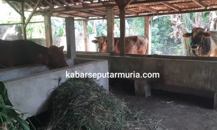 Yang Berqurban , Hewan Qurban Sudah Siap Ada Sapi dan Kambing Disini