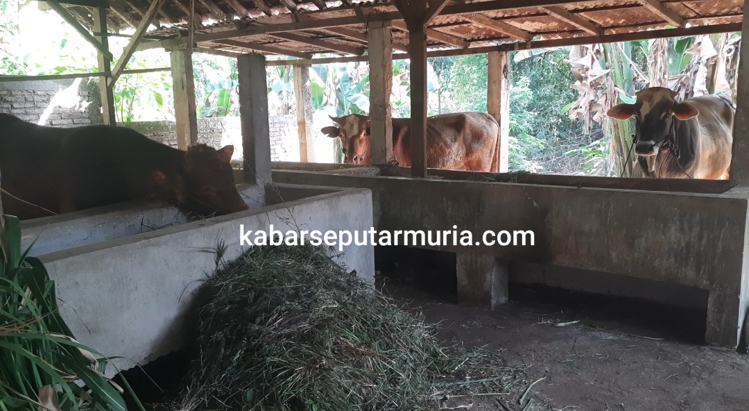 Yang Berqurban , Hewan Qurban Sudah Siap Ada Sapi dan Kambing Disini