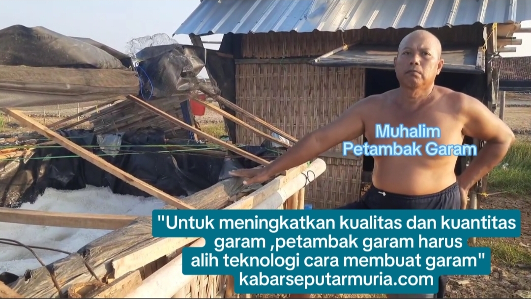 Membuat Garam Ala Pak Muhalim , Satu Bulan Baru di Panen Jaga Kualitas dan Kuantitas Garam