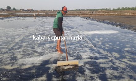 Petambak Garam Jepara Panen Perdana , Harga Tak Setinggi Tahun Kemarin