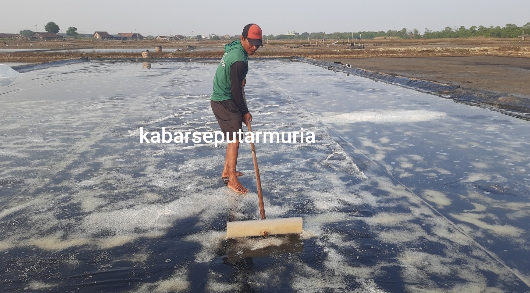 Petambak Garam Jepara Panen Perdana , Harga Tak Setinggi Tahun Kemarin