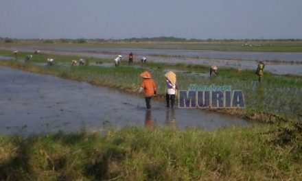 Petani desa Bungo Demak , Tanam Padi Terlambat Tunggu Gelontoran Air Kedungombo