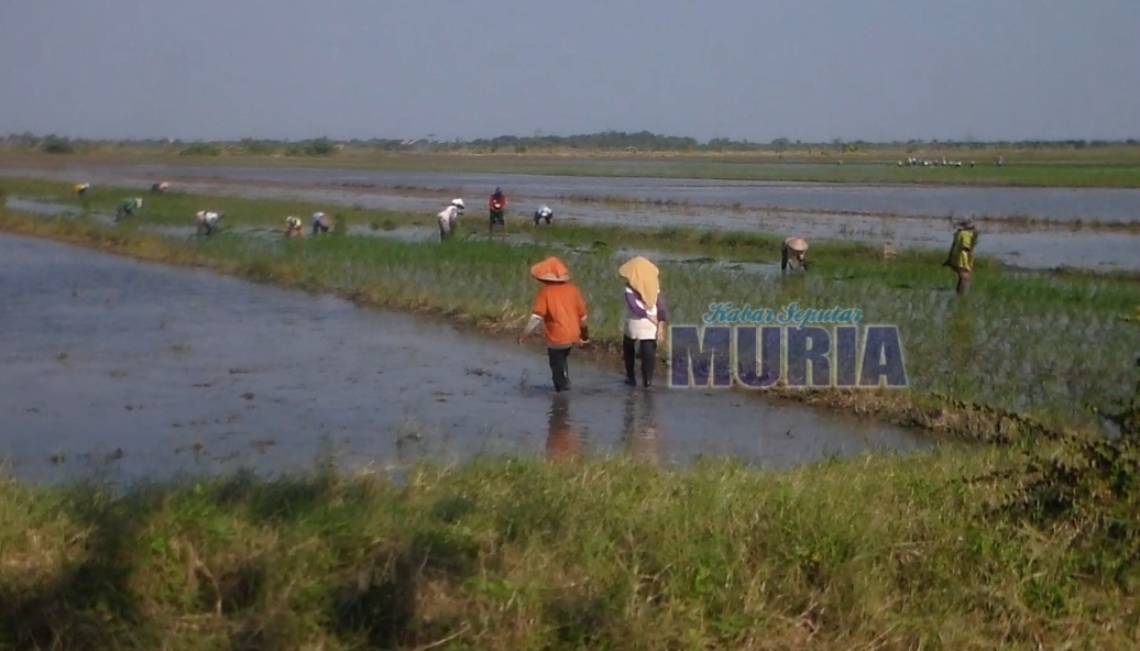 Petani desa Bungo Demak , Tanam Padi Terlambat Tunggu Gelontoran Air Kedungombo