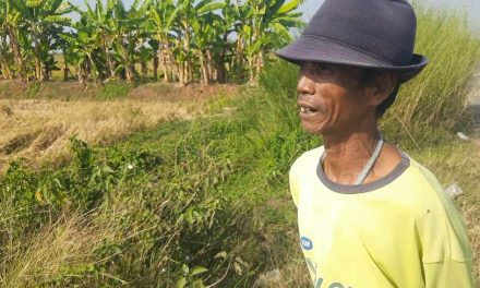 Kurang air Petani di Jepara Panen Dini , Hasil Tak Maksimal Dipastikan Rugi !!!!