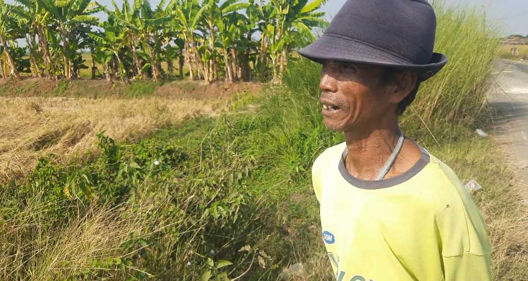 Kurang air Petani di Jepara Panen Dini , Hasil Tak Maksimal Dipastikan Rugi !!!!