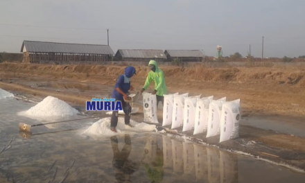 Petambak Garam Demak Panen Raya , Harga Turun Gudang Mulai Diisi