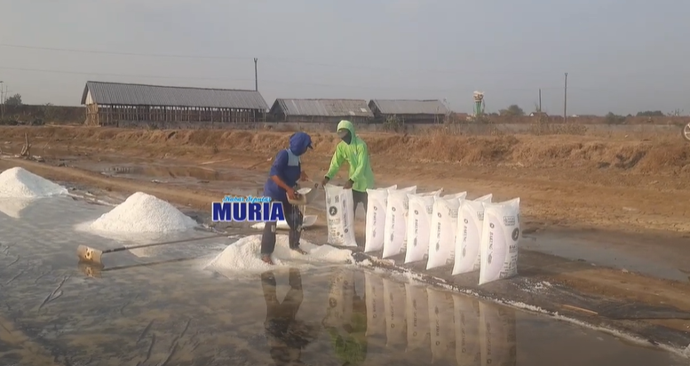 Petambak Garam Demak Panen Raya , Harga Turun Gudang Mulai Diisi