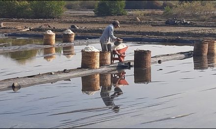 Jepara Panen Raya Garam , Harga Tak Setinggi Tahun lalu