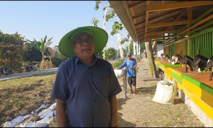 Istana Farm Mutih Kulon Demak , Kembangkan Ternak Kambing Ramah Lingkungan