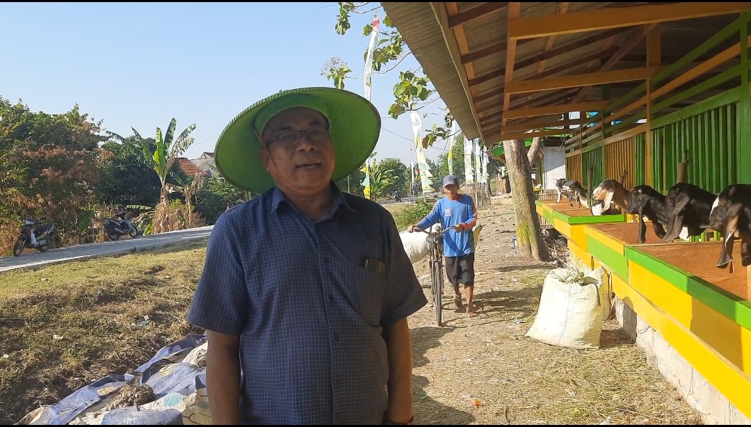 Istana Farm Mutih Kulon Demak , Kembangkan Ternak Kambing Ramah Lingkungan