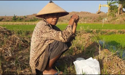 Sungai di Desa Gerdu  Masih Ada Air , Mbah Karsum Tanam Padi Yang Ketiga Kalinya