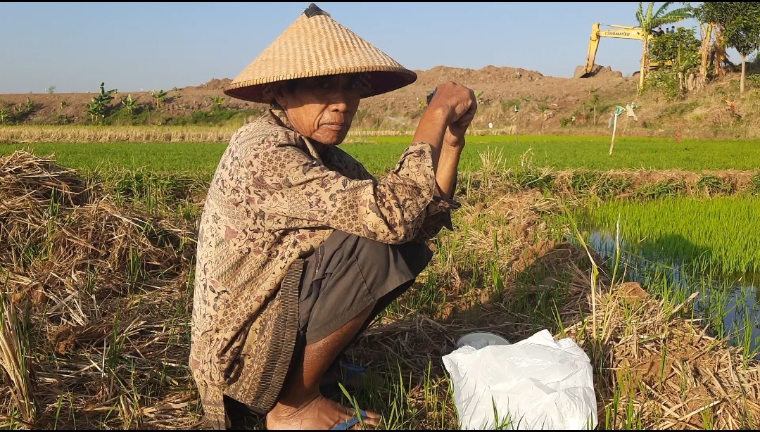 Sungai di Desa Gerdu  Masih Ada Air , Mbah Karsum Tanam Padi Yang Ketiga Kalinya