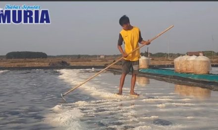 Panas Kembali Petambak Garam Jepara  Ramai  Panen Garam Lagi