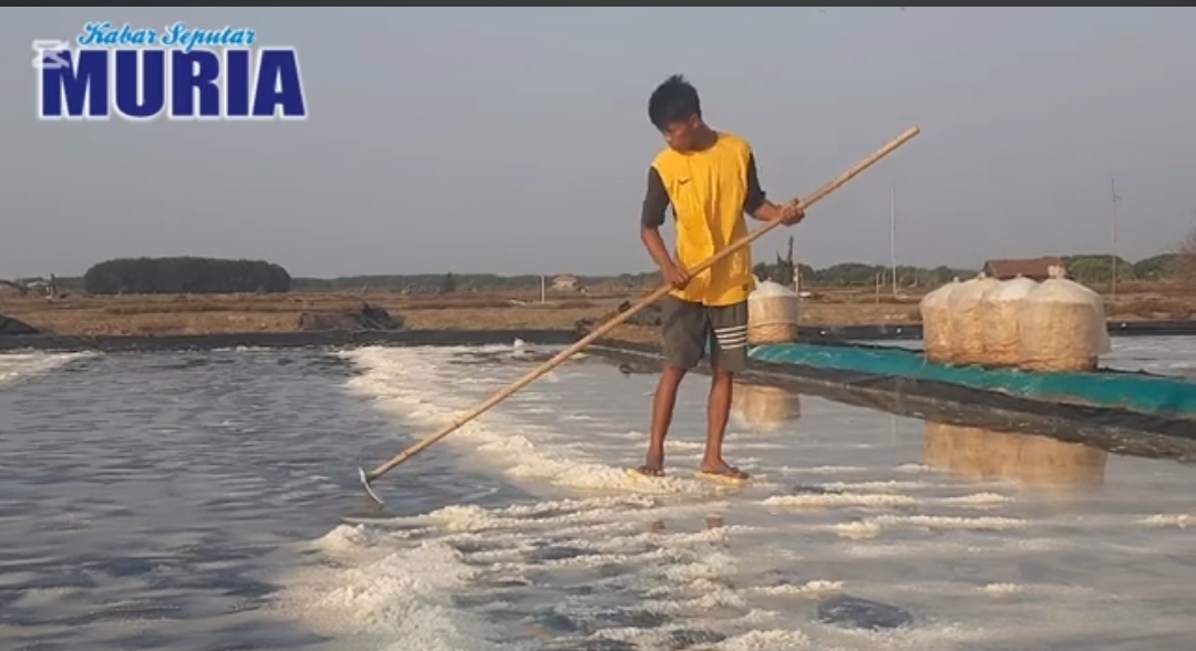 Panas Kembali Petambak Garam Jepara  Ramai  Panen Garam Lagi