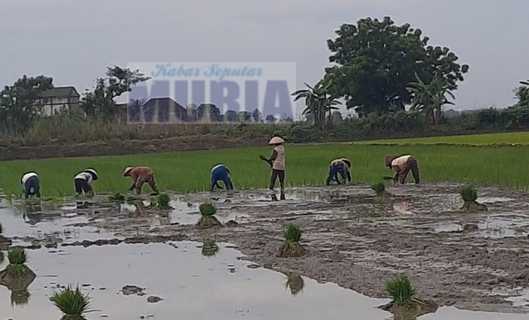 Biaya Tanam Padi Di Wedung Demak Perbau Borongan Rp 2 Juta