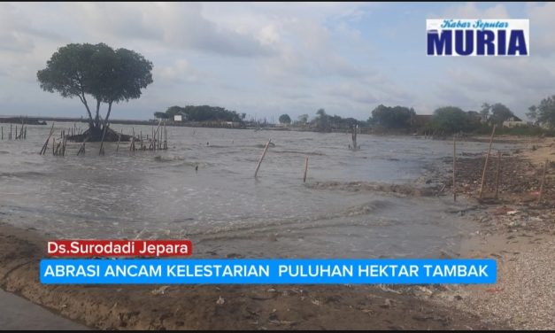 Abrasi Tambak Di Desa Surodadi Jepara Sudah 10 Tahunan , Garis Pantai Dekati Pemukiman Warga