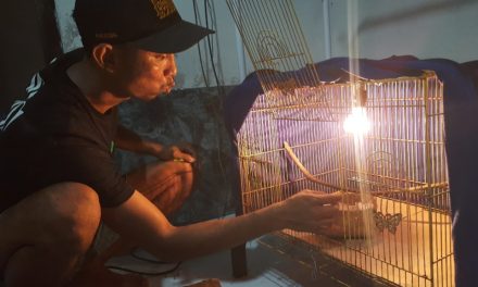 Sofi Beternak Murai Batu Dua Kali Menetas Albino