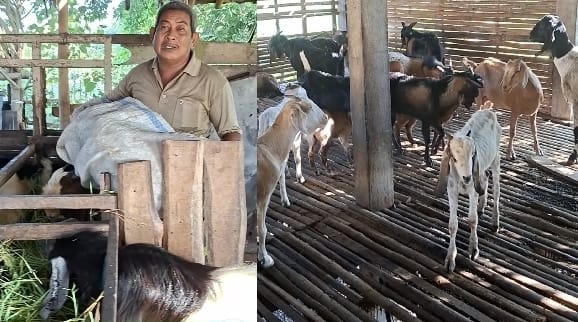 Ketemu Pak Haji Siswanto Peternak Kambing Dari Desa Wedung Demak