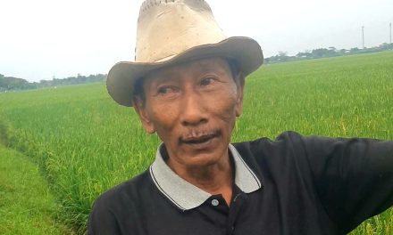 Subardi Petani Tulen Dari Desa Tedunan Tanam Padi Usai Nikah