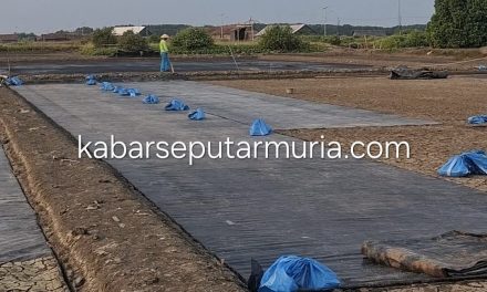 Cerita Petambak Garam Jepara , Produksi Garam Butuh Modal Besar Untuk Beli Geomembran