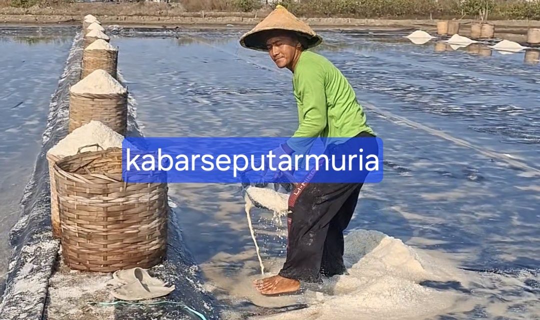 Jelang Panen Raya Harga Garam Di Jepara Mulai Turun, Perkeranjang Rp 75 Ribu