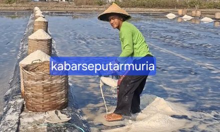Jelang Panen Raya Harga Garam Di Jepara Mulai Turun, Perkeranjang Rp 75 Ribu