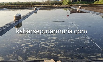 Petambak Garam Jepara Panen Perdana Harga Perkeranjang Rp110 ribu