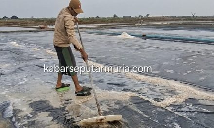 Petambak Garam Kedungkarang Demak Panen , Perzak Rp 50 Ribu
