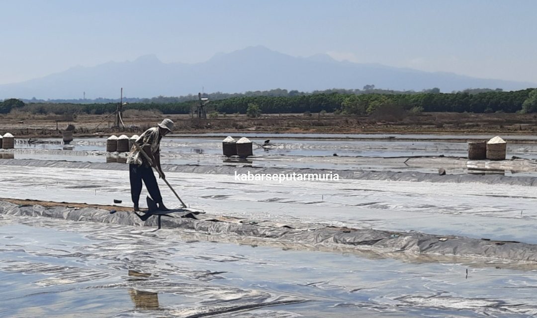 Usai Hujan Tambak Garam Jepara Panen Lagi Harga Rp 100 Ribu Perkeranjang