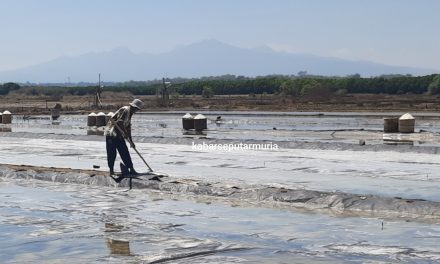 Usai Hujan Tambak Garam Jepara Panen Lagi Harga Rp 100 Ribu Perkeranjang