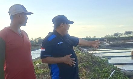 Petambak Garam Jepara Panen Raya , Harga Bagus Produksi Tak Maksimal