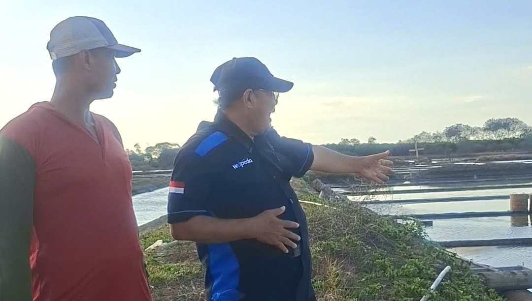 Petambak Garam Jepara Panen Raya , Harga Bagus Produksi Tak Maksimal