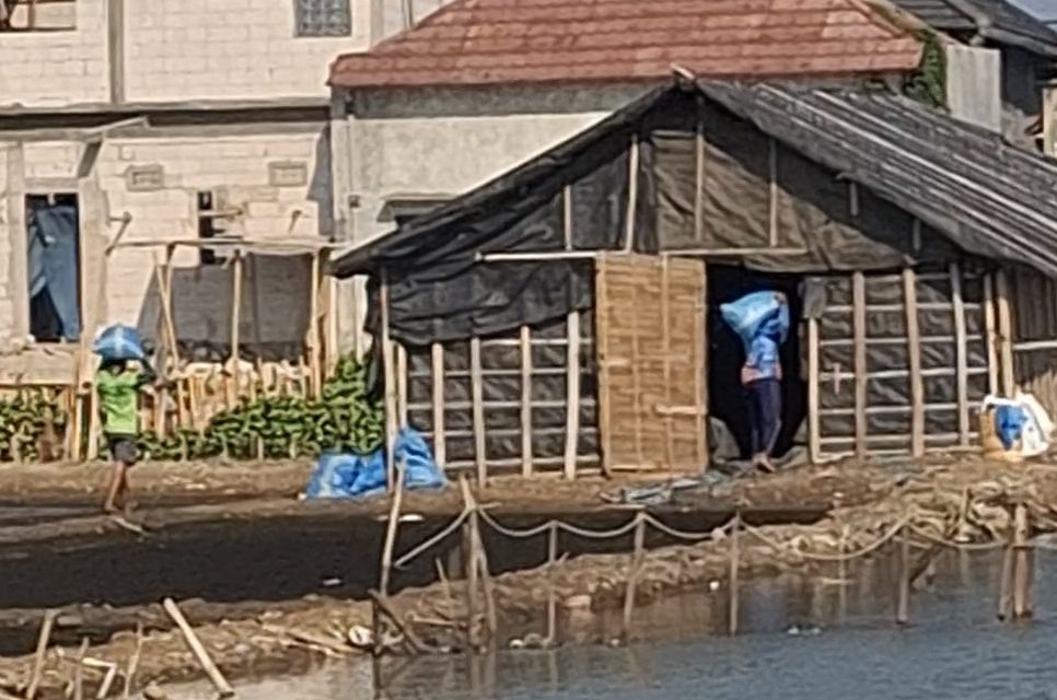 Petambak Garam Jepara panen Raya Kembali , Garam Mulai Masuk Gudang