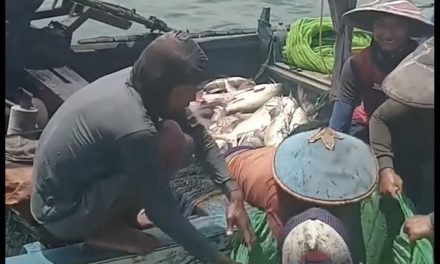 Cerita Nelayan Kedungmalang Jepara , Sehari Melaut Dapat Ikan Manyung 1 Ton Lebih