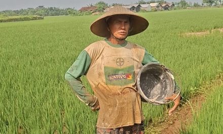 Ketua Gapoktan Desa Kaliombo Jepara , ” Pupuk Lancar Butuh Mesin Pemanen Padi”