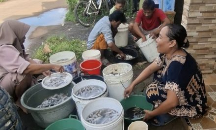 Usai Ombak Besar Nelayan Melaut , Hasil Cumi Cumi Melimpah