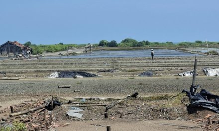 Musim Hujan Reda Petambak Garam Jepara Mulai Garap Lahan,  Agar Panen Awal