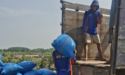 Harga Garam Demak Mulai Turun , Petambak Garam Jual Garam Tunggu Panen Kembali