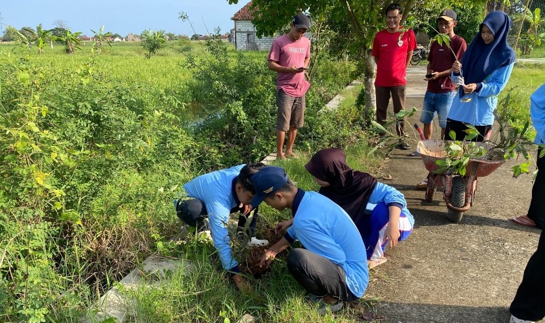 KKN Posko 18 Desa Ngawen Tanam Pohon Tabebuya, Wujudkan Ruang Hijau dan Percantik Lapangan Desa
